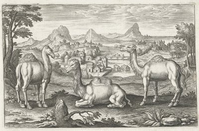 Three Camels, engraved by Adriaen Collaert by Dutch School